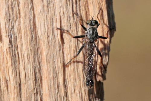Réf. 264 173 : Neomochtherus geniculatus